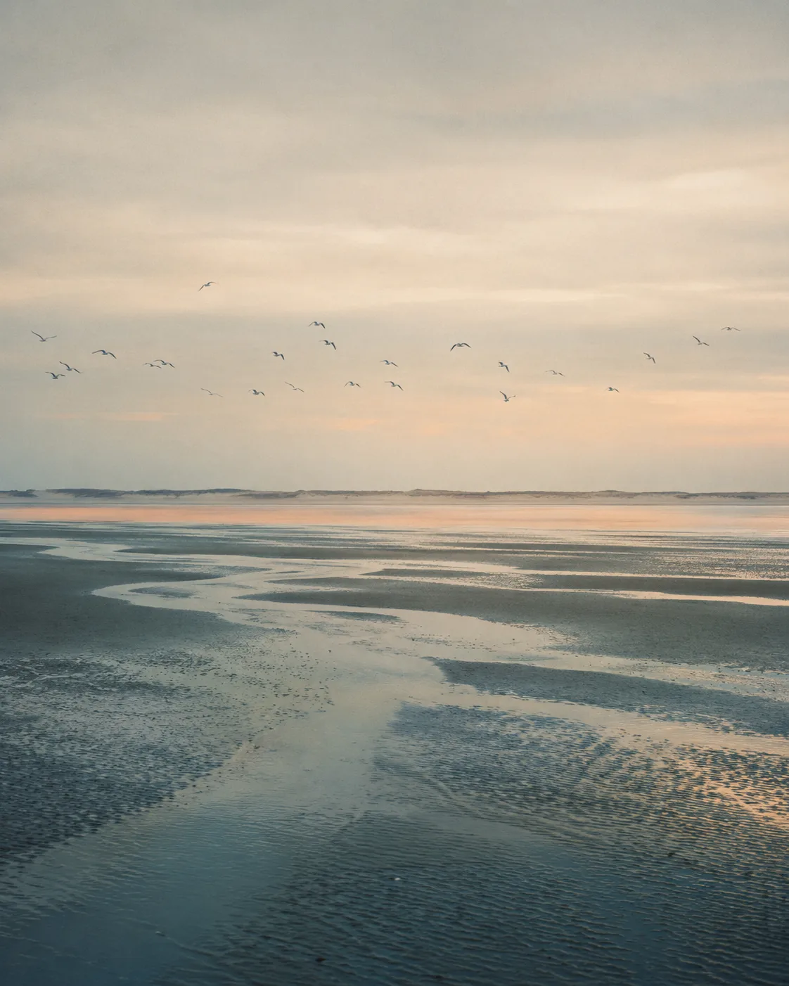 Het Zeeuwse wad bij eb in vroeg ochtendlicht &mdash; reflecties van een zachte hemel in dunne lagen water, vogels in vlucht boven de horizon.